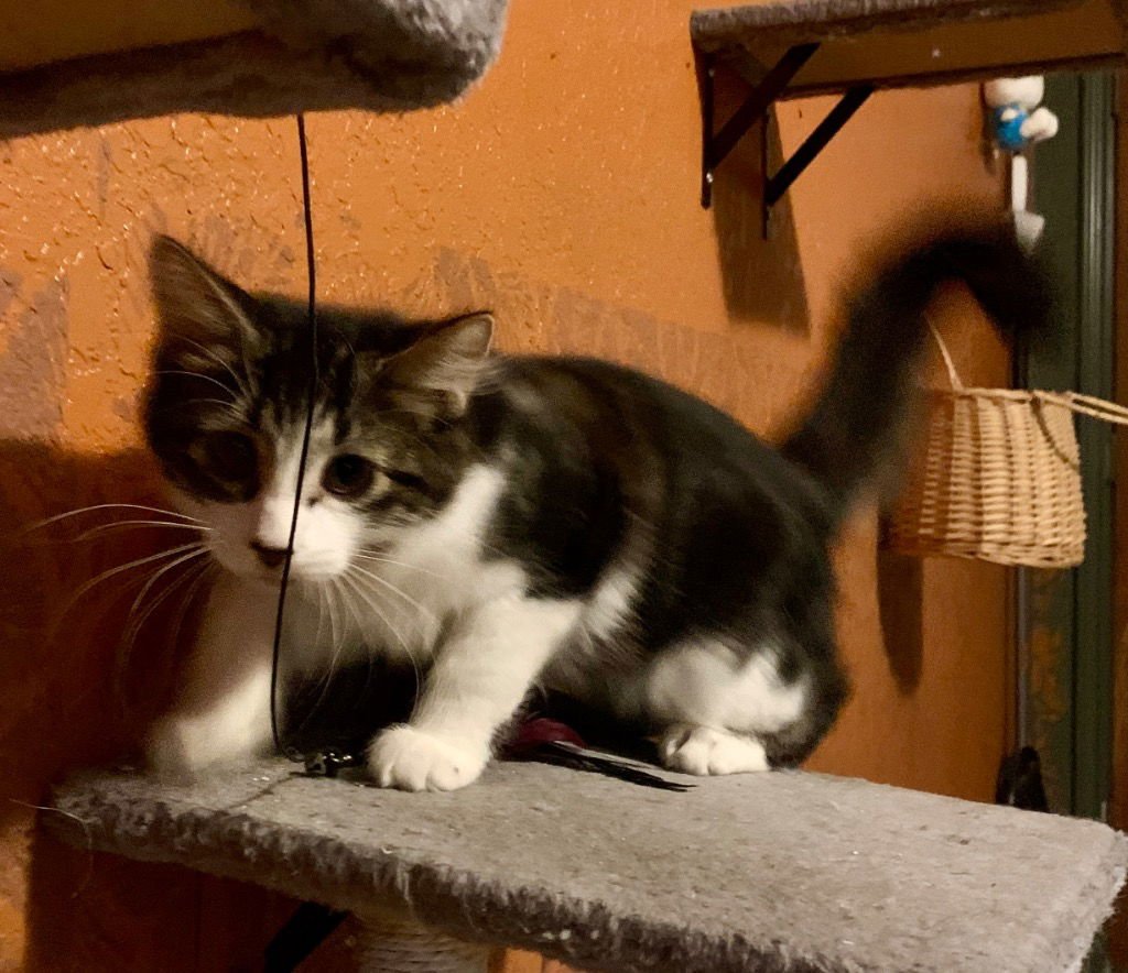 Pepsi Cola - Photo 3