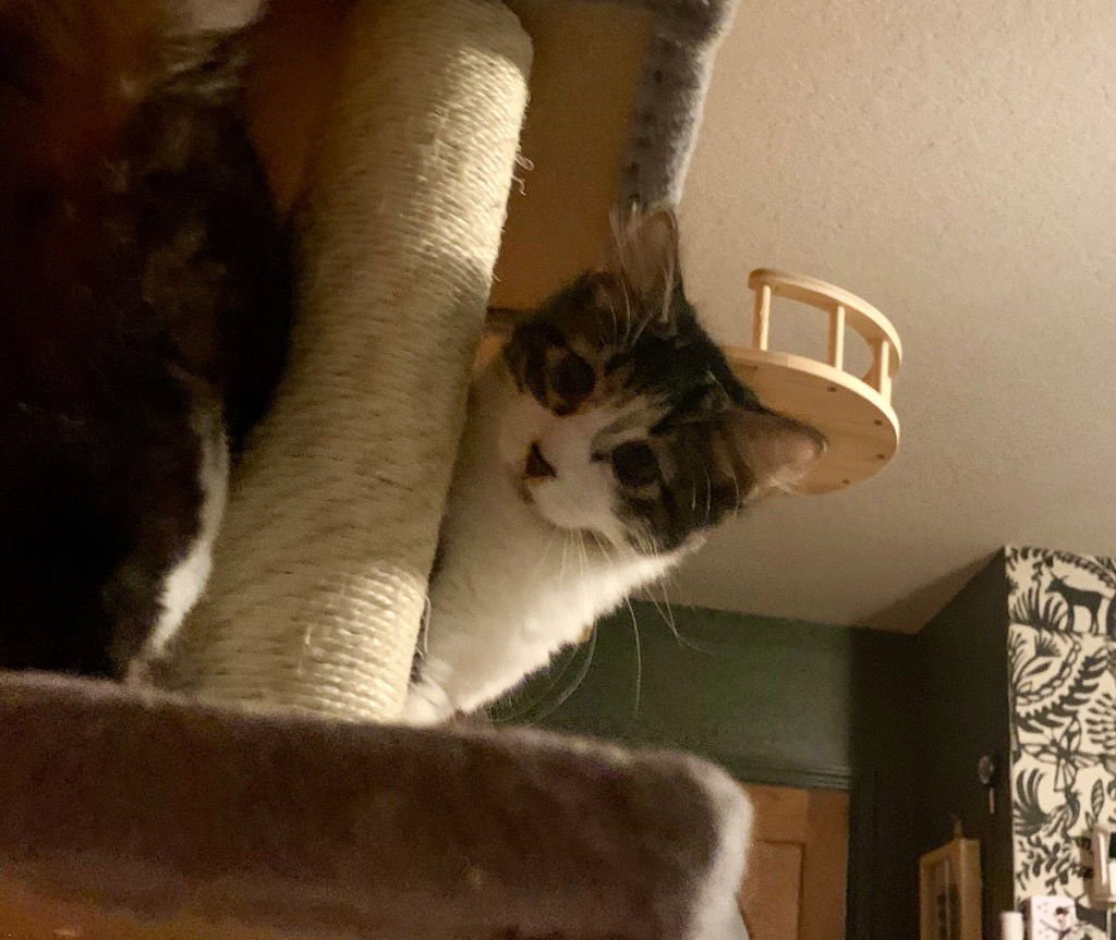 Pepsi Cola - Photo 4