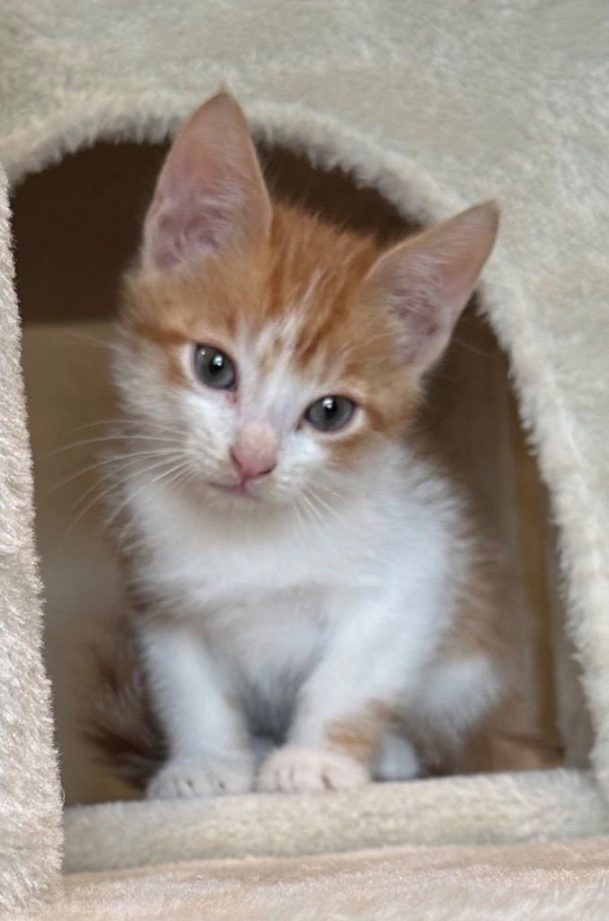AUTOZONE - Domestic Long Hair available for adoption