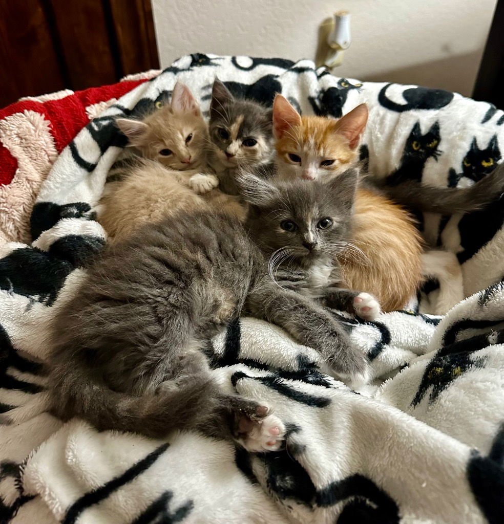 AUTOZONE - Domestic Long Hair available for adoption