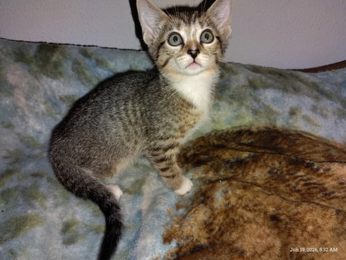 MAZZY - Tabby available for adoption