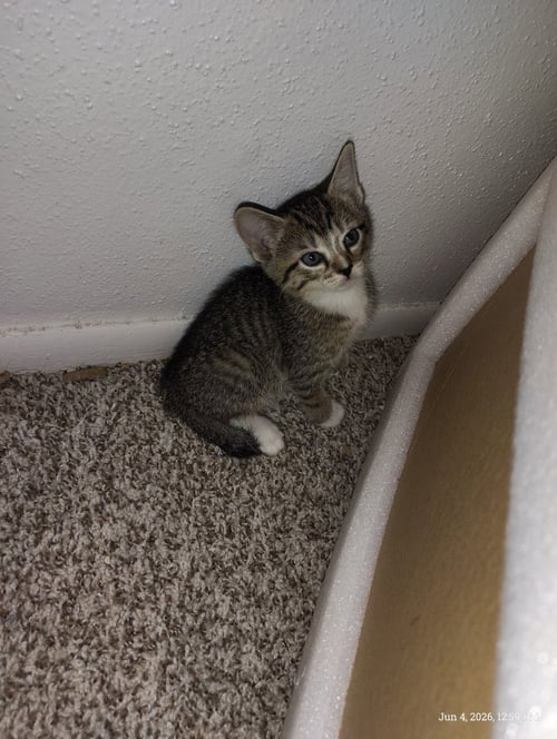 MAZZY - Tabby available for adoption