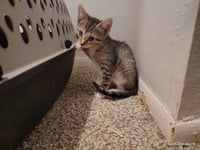 Mazzy - Photo 3