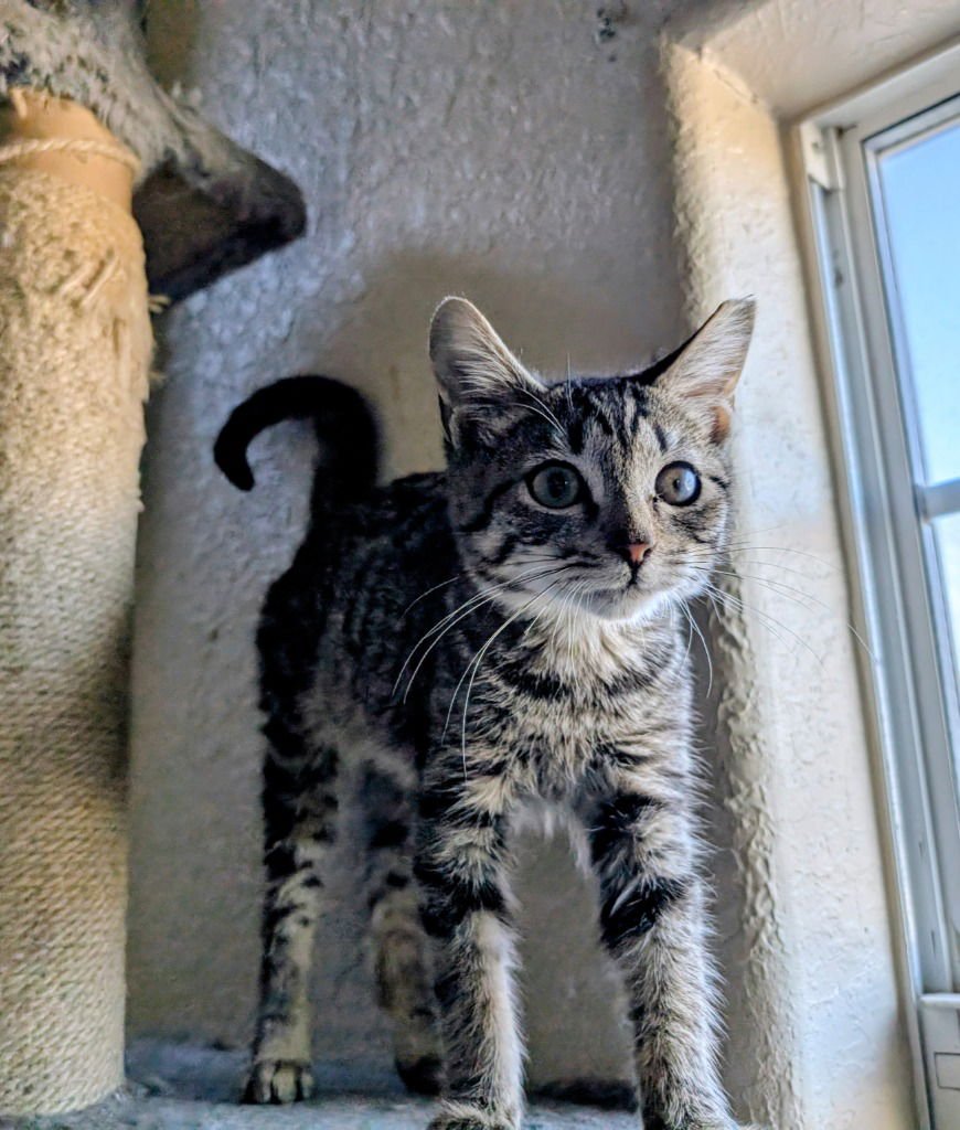 MCCLOUD - Tabby available for adoption