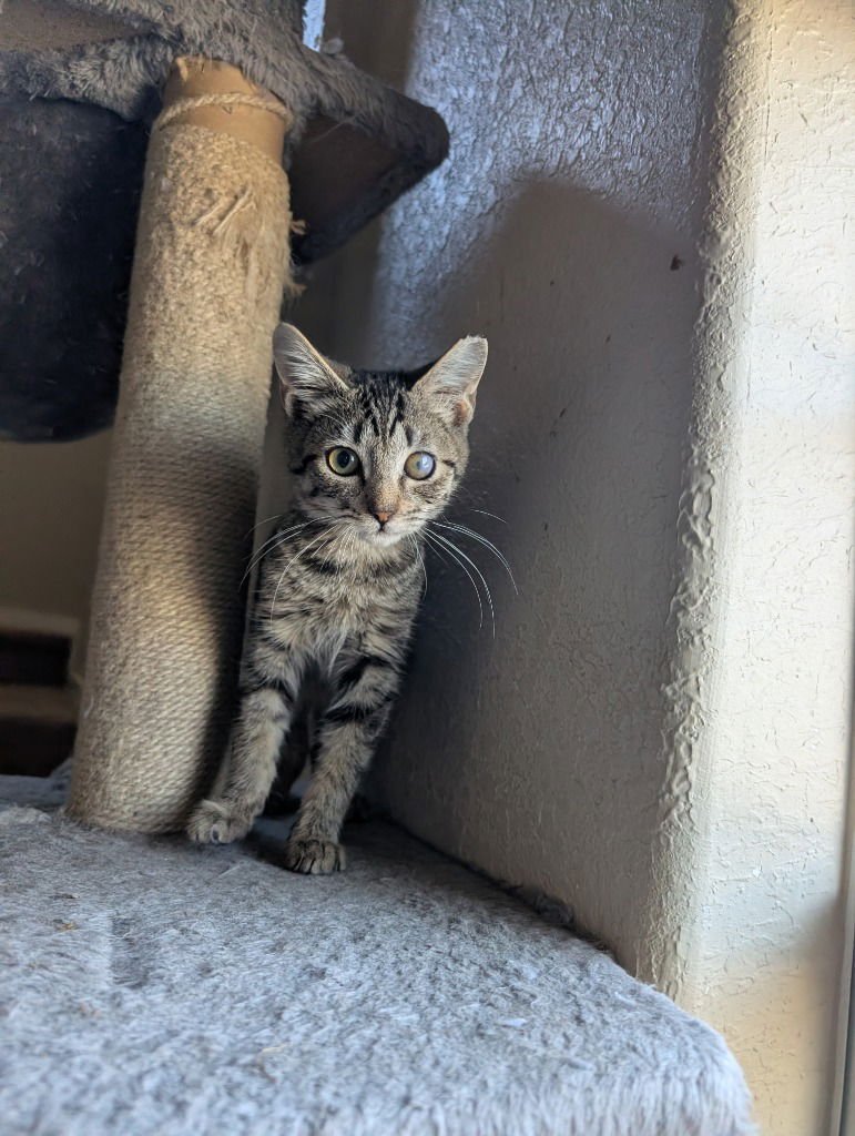 MCCLOUD - Tabby available for adoption