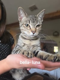 Bella-Luna - Photo 1