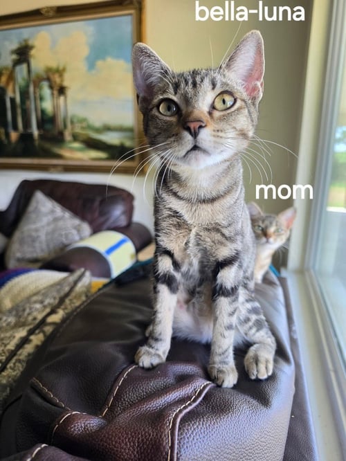BELLA-LUNA - Tabby available for adoption