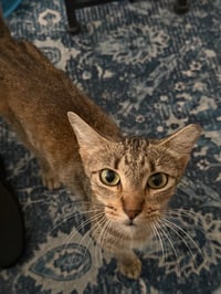 Cinnamon - Photo 3