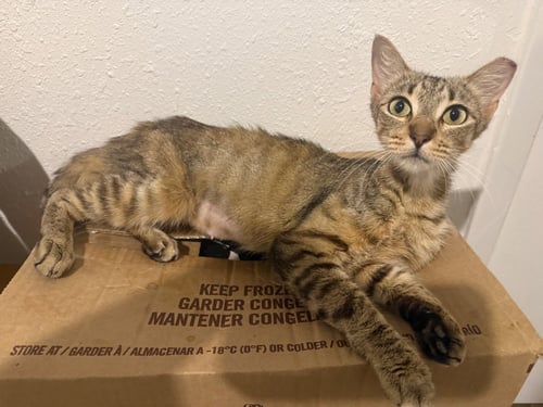 CINNAMON - Tabby available for adoption