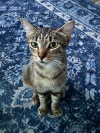 Cinnamon - Photo 1