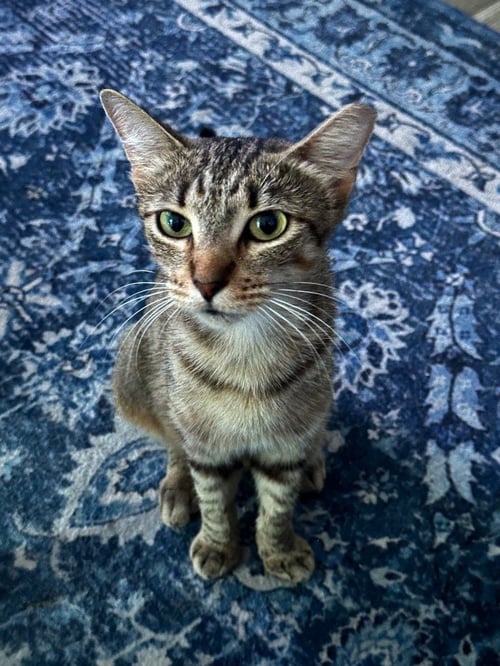 CINNAMON - Tabby available for adoption