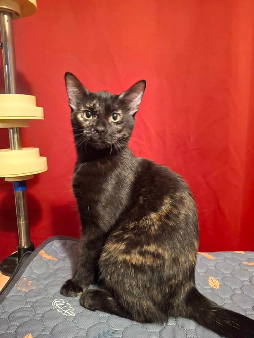 DUSTY - Domestic Short Hair for adoption in San Antonio