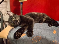 Dusty - Photo 2