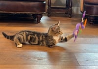 Teddy - Photo 3