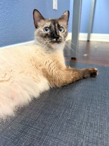 ELARA - Siamese for adoption in San Antonio