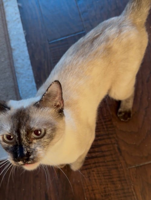 ELARA - Siamese available for adoption