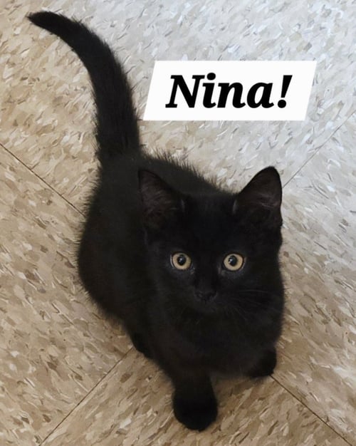 NINA - Domestic Medium Hair / Bombay available for adoption