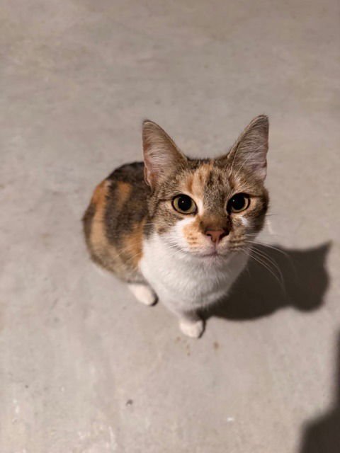 HAZEL - Calico available for adoption