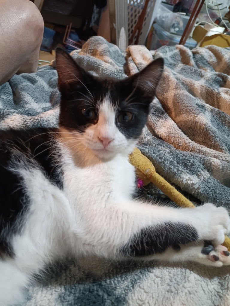 SYLVIA - Domestic Short Hair available for adoption