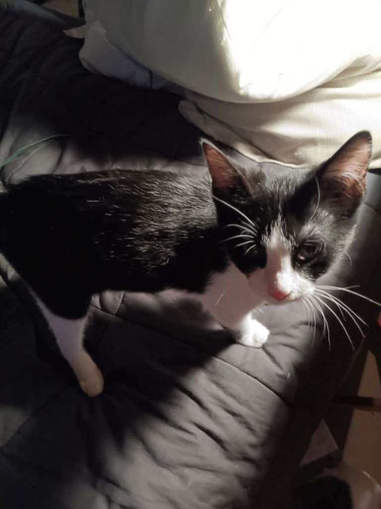 SYLVIA - Domestic Short Hair available for adoption