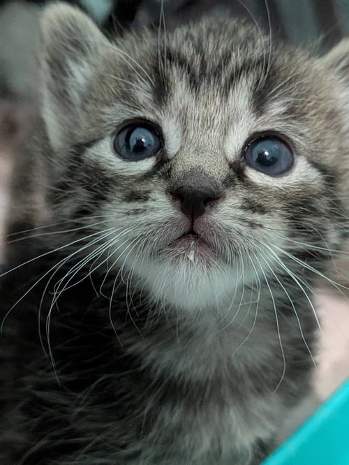 PRIMROSE - Tabby available for adoption