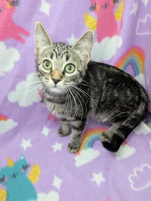 PRIMROSE - Tabby for adoption in San Antonio