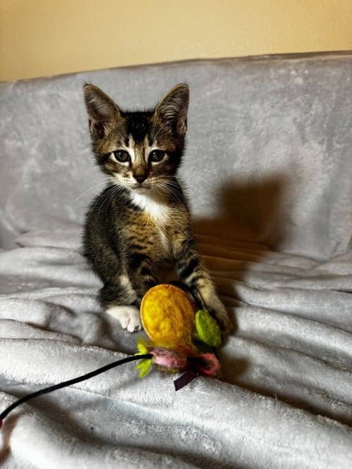 HICKORY - Tabby available for adoption