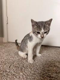 Mochi - Photo 2