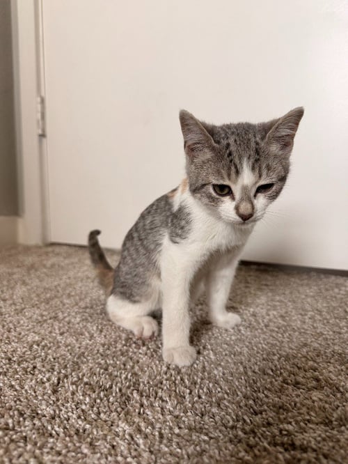 MOCHI - Domestic Short Hair available for adoption