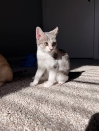 Mochi - Photo 1
