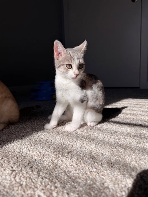 MOCHI - Domestic Short Hair available for adoption