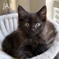 Jax - Photo 1