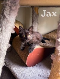 Jax - Photo 2