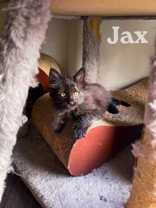 JAX - Domestic Medium Hair available for adoption