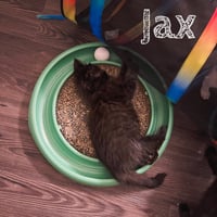 Jax - Photo 4
