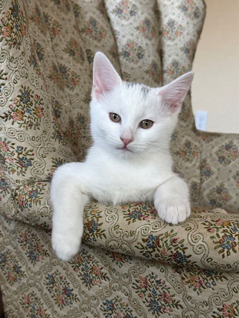 BART HARLEY JARVIS - Domestic Short Hair available for adoption