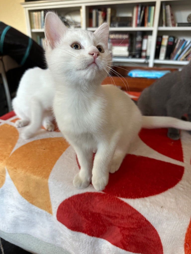 BART HARLEY JARVIS - Domestic Short Hair available for adoption