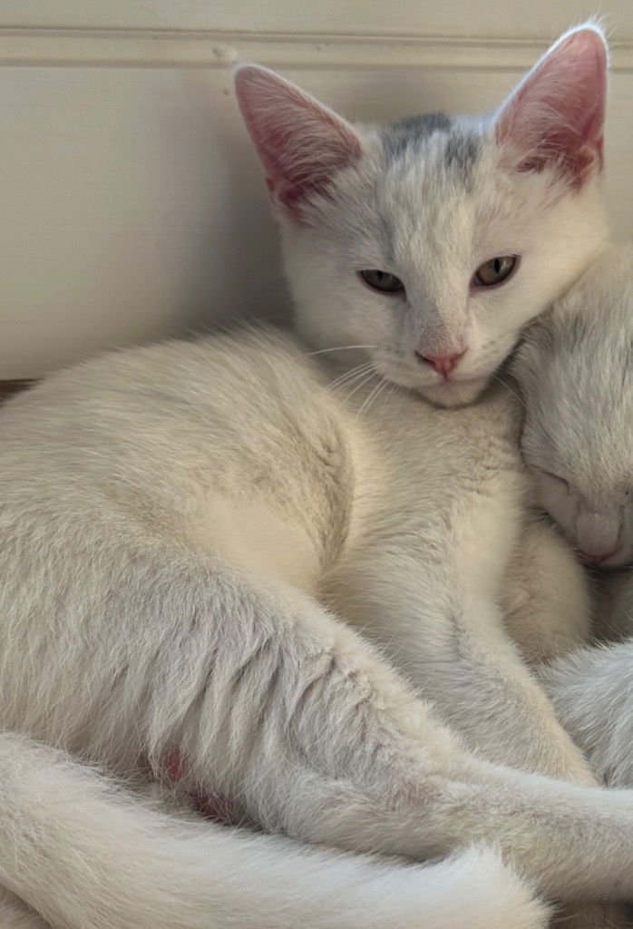 Bart Harley Jarvis - Photo 3