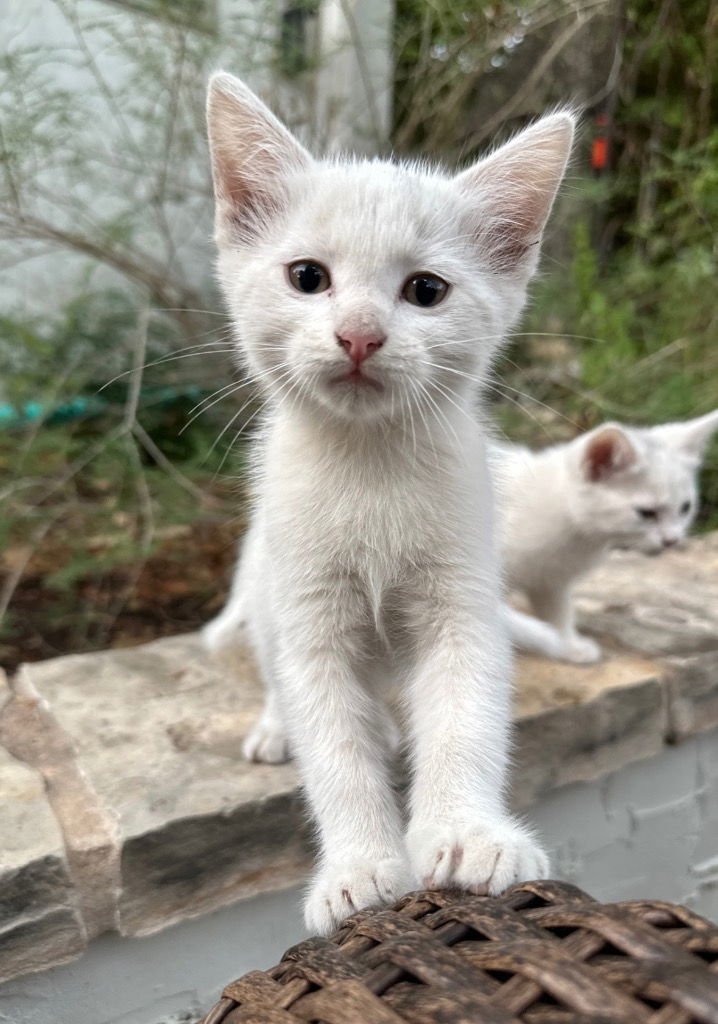 Bart Harley Jarvis - Photo 4