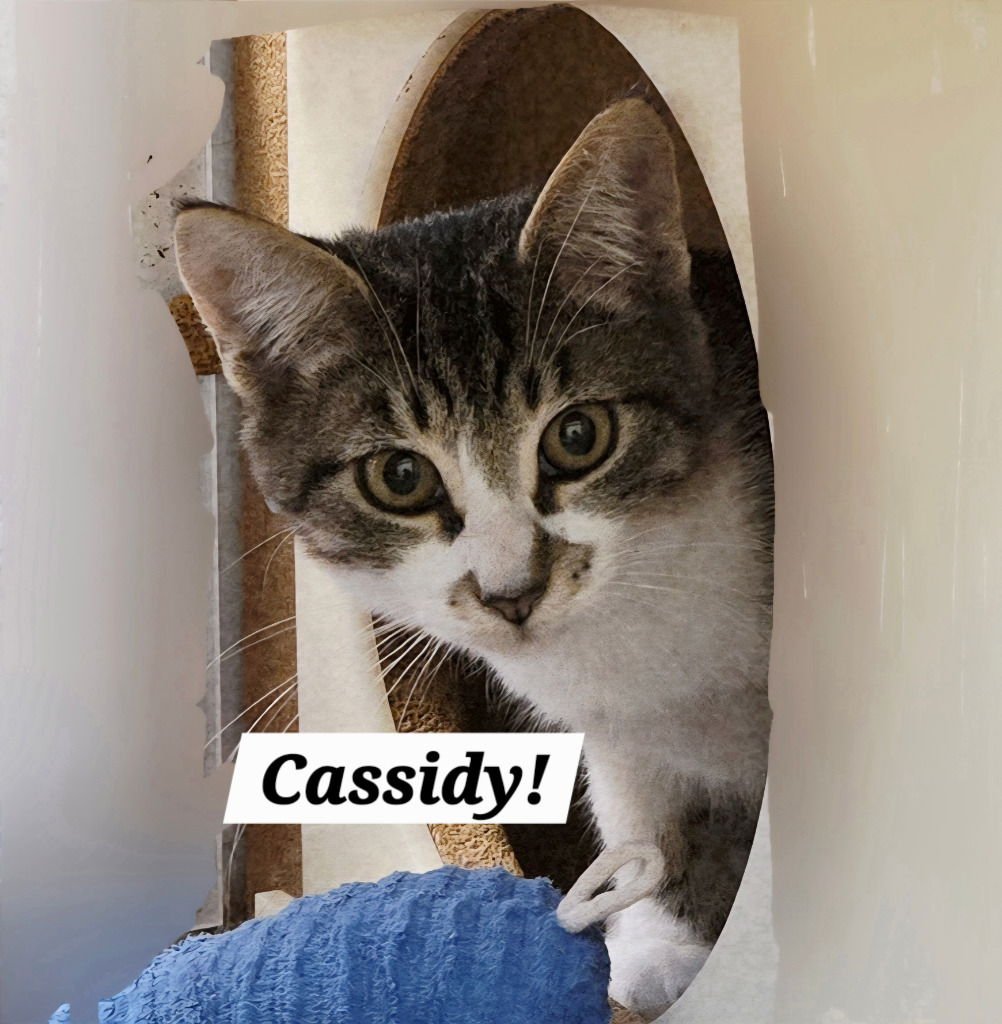 CASSIDY - Tabby / Domestic Short Hair available for adoption