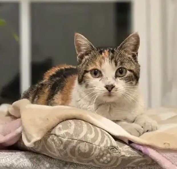 BIRDIE - Calico available for adoption