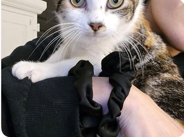 BIRDIE - Calico available for adoption