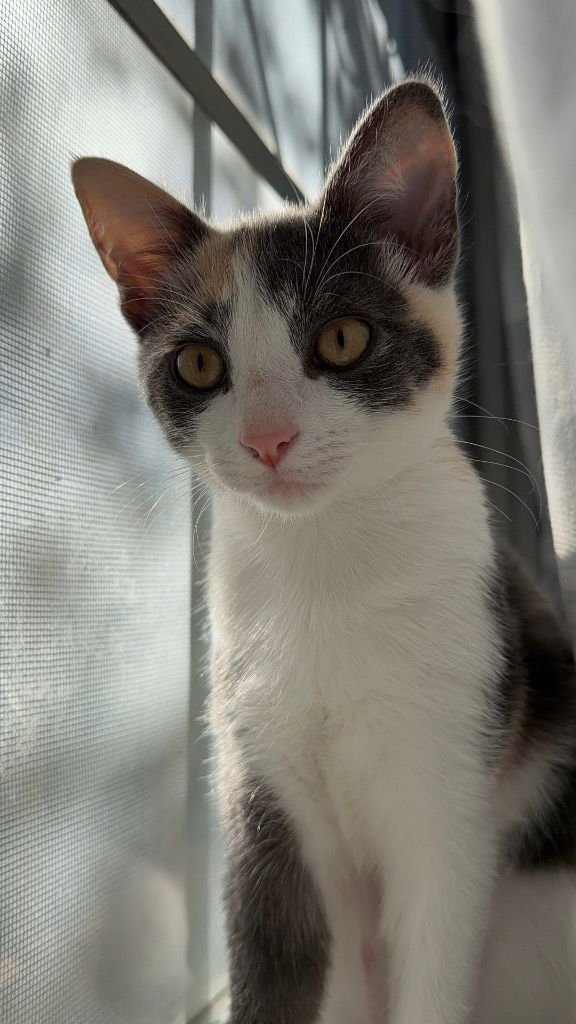 BASIL - Calico available for adoption