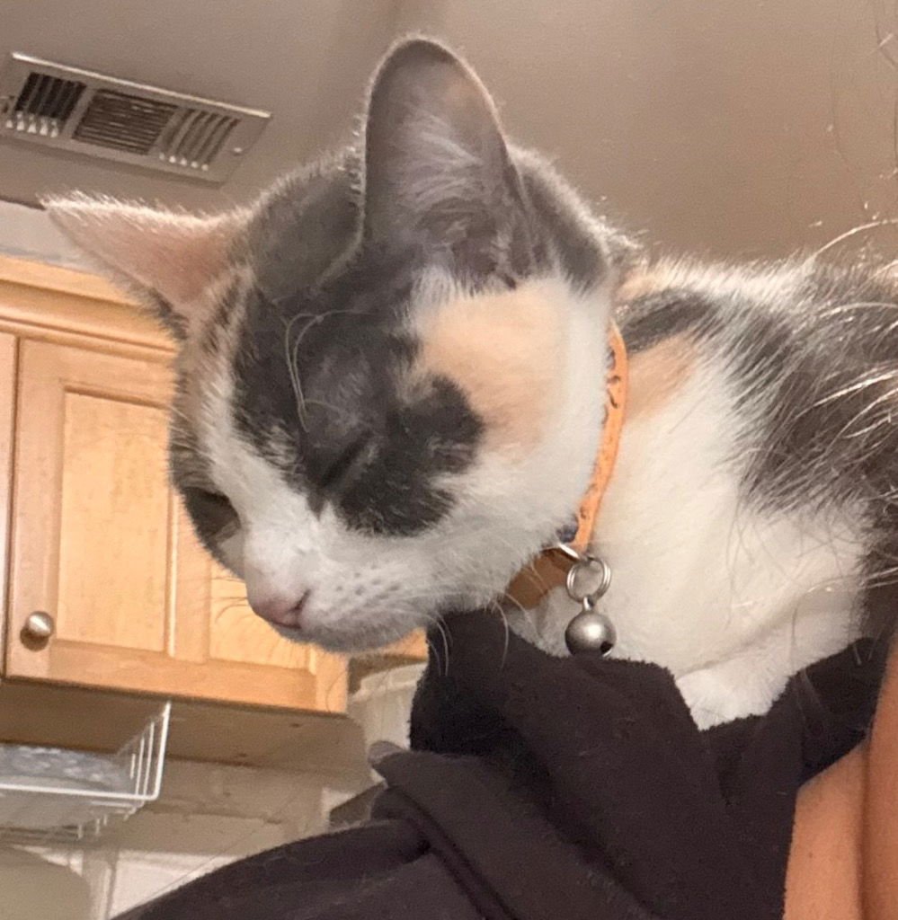 BASIL - Calico available for adoption