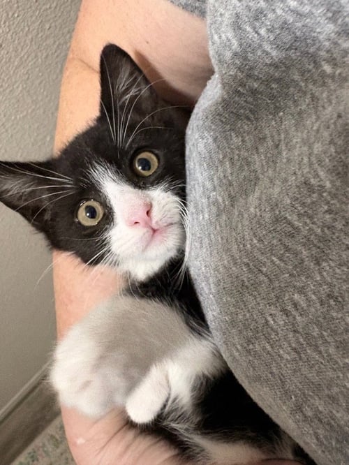 DIESEL - Domestic Short Hair available for adoption
