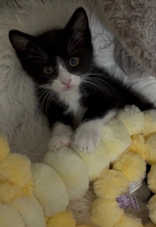 DIESEL - Domestic Short Hair available for adoption