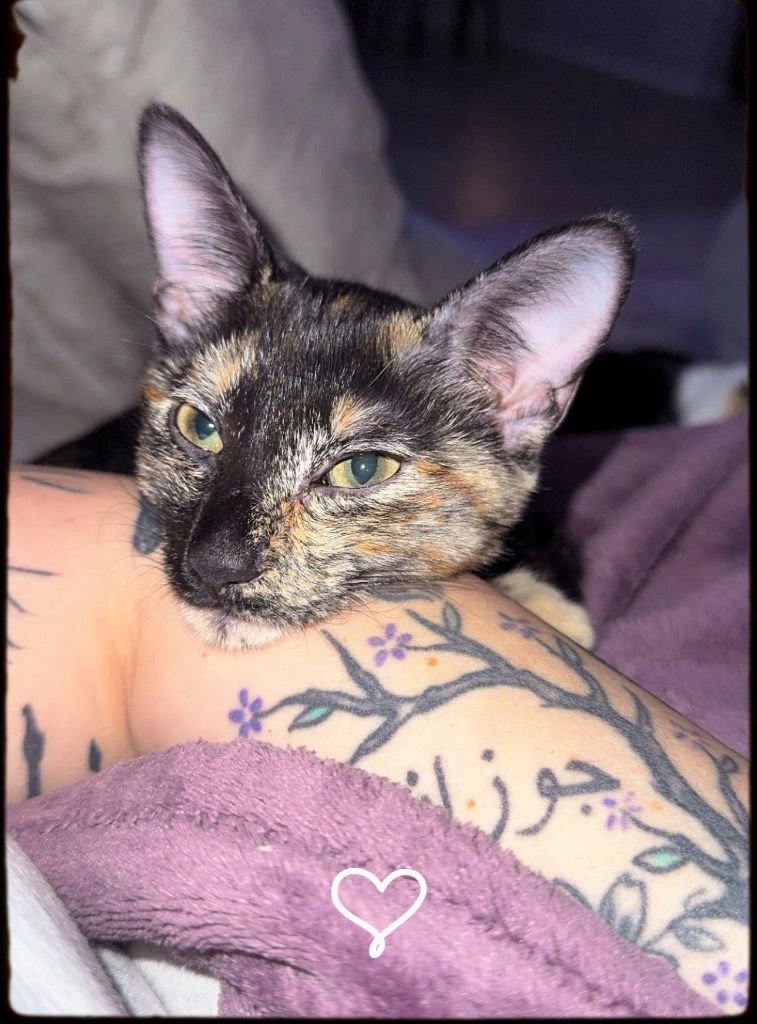 MOCHA - Tabby available for adoption