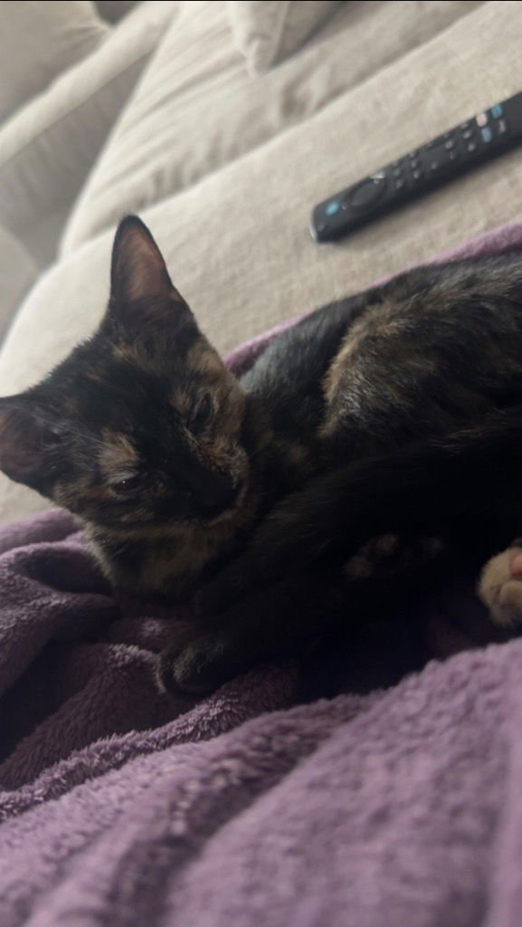 MOCHA - Tabby available for adoption