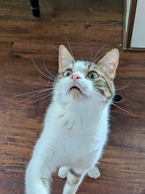 BAGEL BITE - Tabby available for adoption