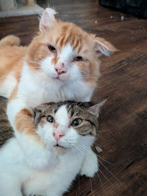 BAGEL BITE - Tabby available for adoption